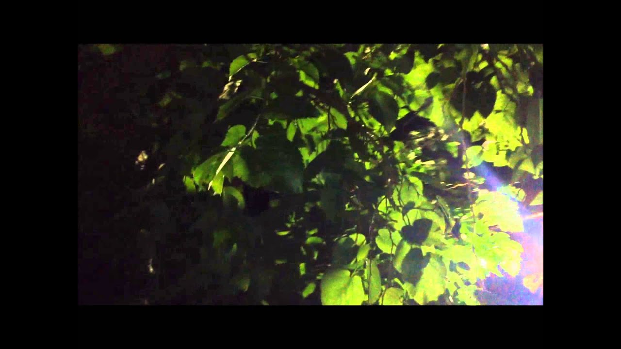 My Mulberry Tree at Night