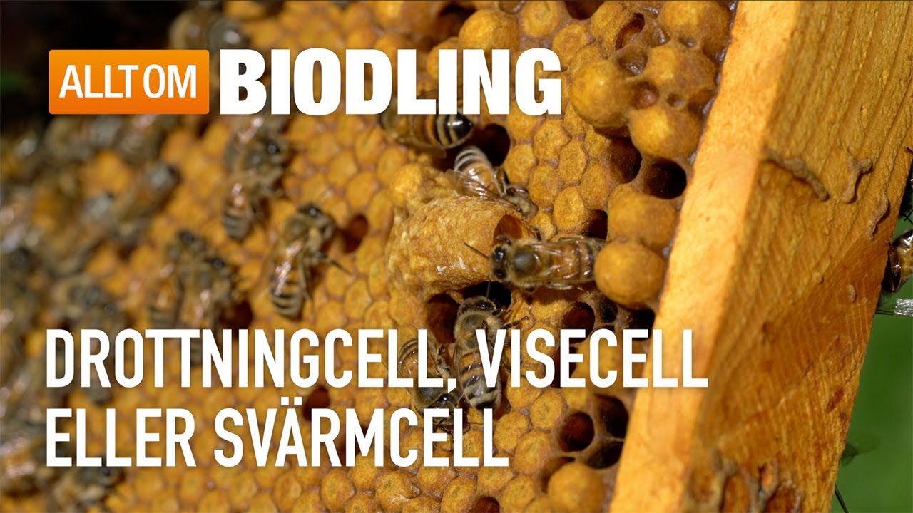 Drottningcell, visecell eller sv&auml;rmcell - Bisamh&auml;llet - Biodling