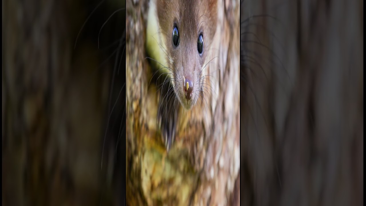 An ultrasonic sound that will drive mice out of your home. #insects#drive away#mice#ultrasound#