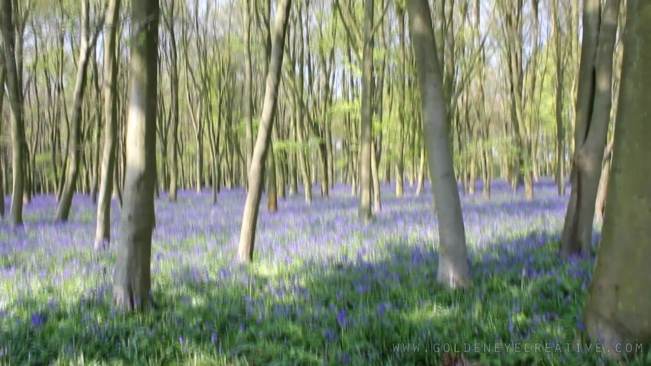 Bluebells at Badbury Clump, Oxfordshire