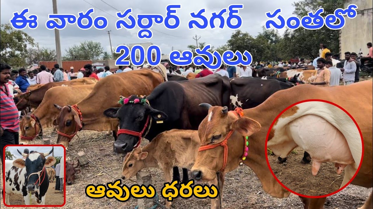 సర్దార్ నగర్ లో ఆవులు ధరలు || Sardar Nagar Cow market