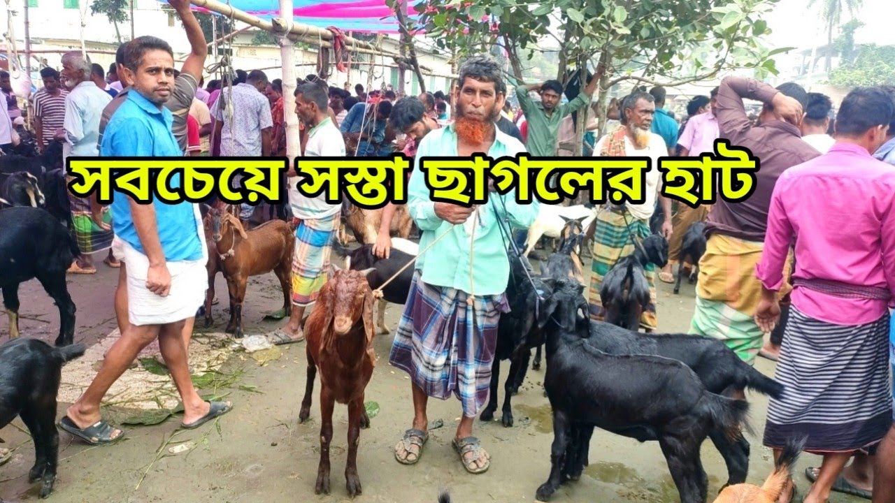 সবচেয়ে কম দামে ছাগল কিনুন এই হাট থেকে। কালামপুর হাট ধামরাই ঢাকা। ১৭/১০/২৪