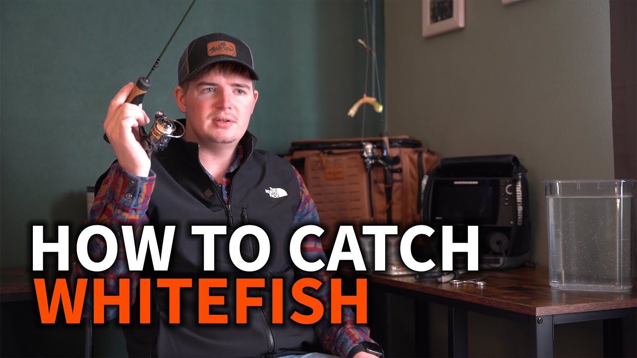 How To Catch WhiteFish: Technique, Lures, Line Weight - Everything You Need For Success