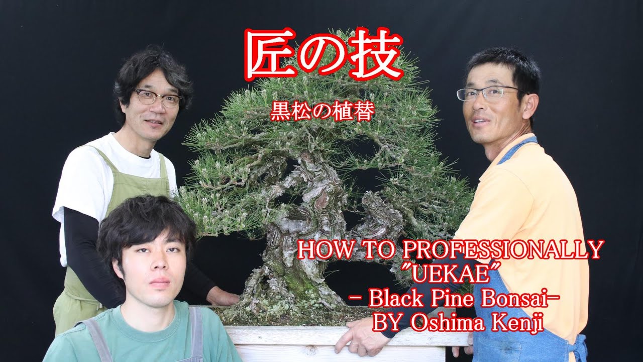 【匠の技・明樹園】黒松の植替 木箱から鉢に戻す / Japanese Black Pine Repotting work 