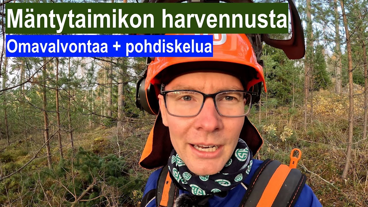 Mäntytaimikon harvennusta