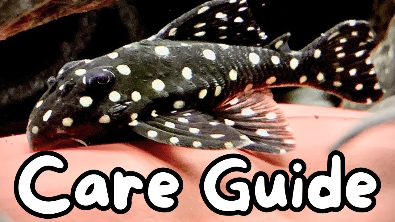 Snowball Pleco Care Guide
