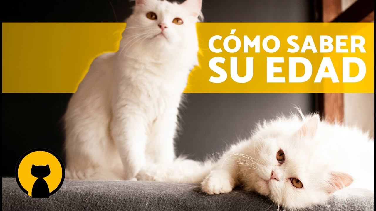 ¿Cómo SABER la EDAD de un GATO? 🐱 (Guía Completa desde Recién Nacidos a Ancianos)