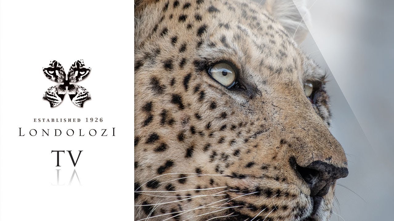 Male Leopards Fighting - Londolozi TV