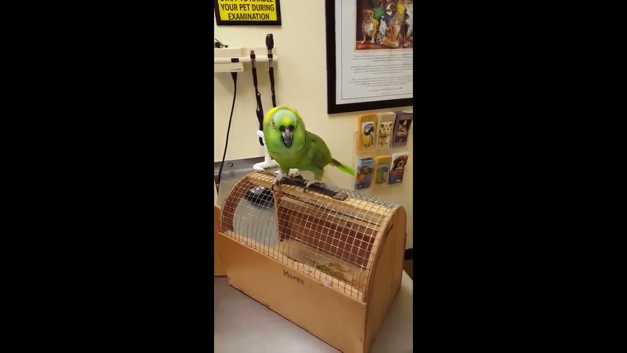 This Bird Is Possessed By The Devil. It's The Only Explanation.