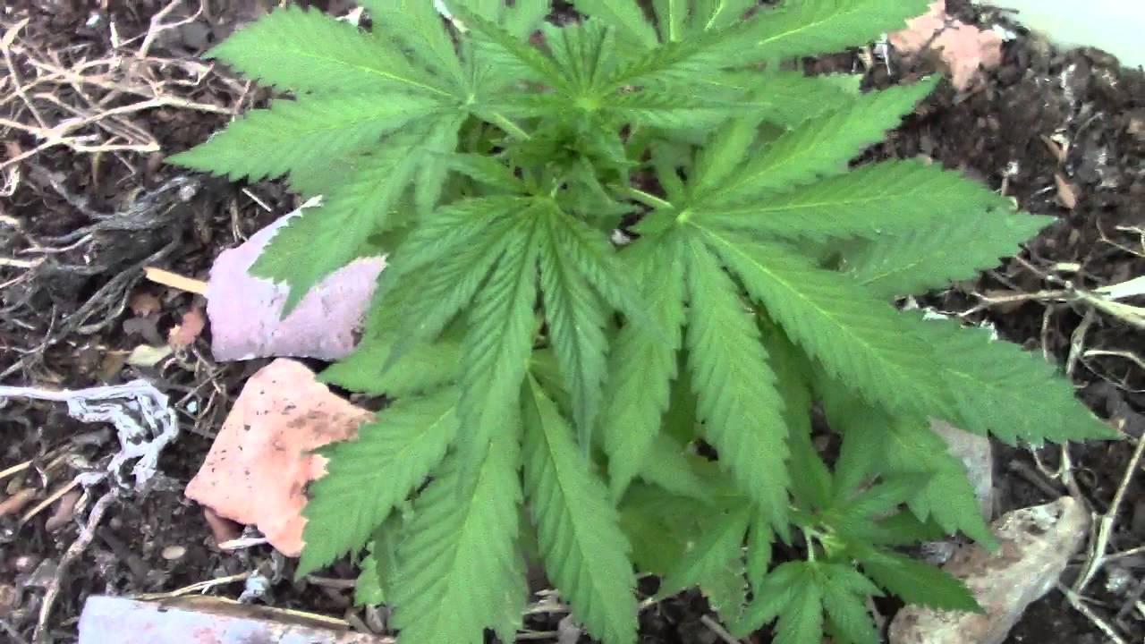 C&oacute;mo y cuando fertilizar marihuana.