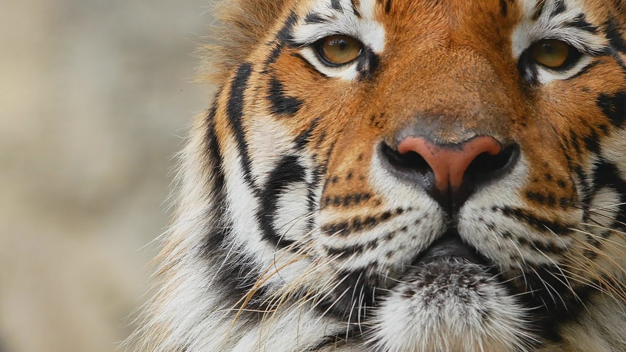 Animali. Le Tigri