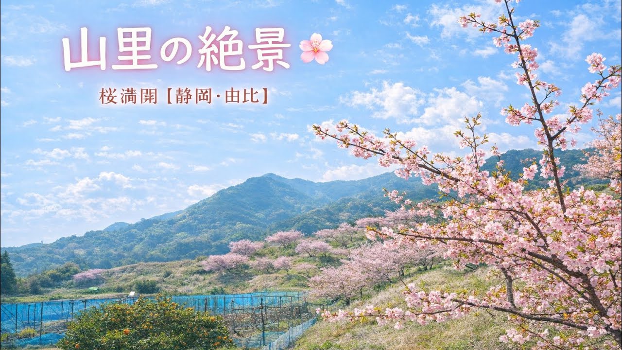 【静岡市】由比八千代桜を歩く🌸山里の春絶景さんぽ｜癒し散歩Vlog