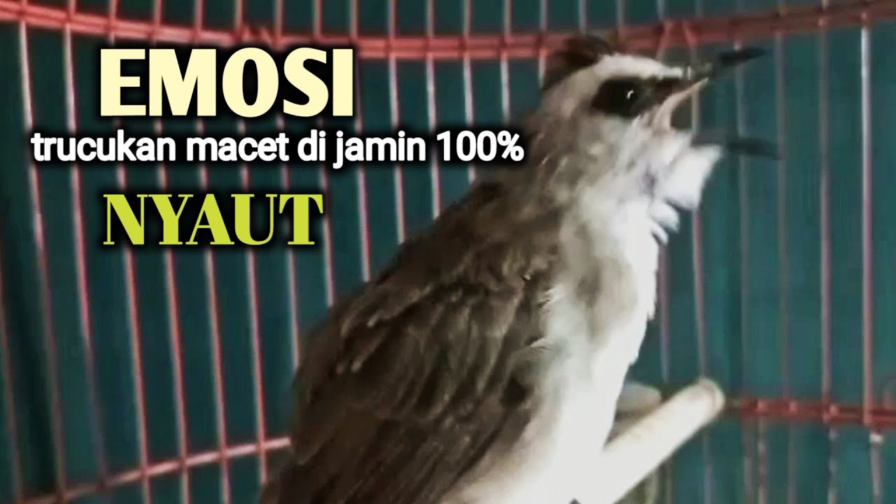 trucukan gacor EMOSI ROPEL PANJANG buat pancingan trucuk agar cepat bunyi JADIKAN burung NYAUT giras