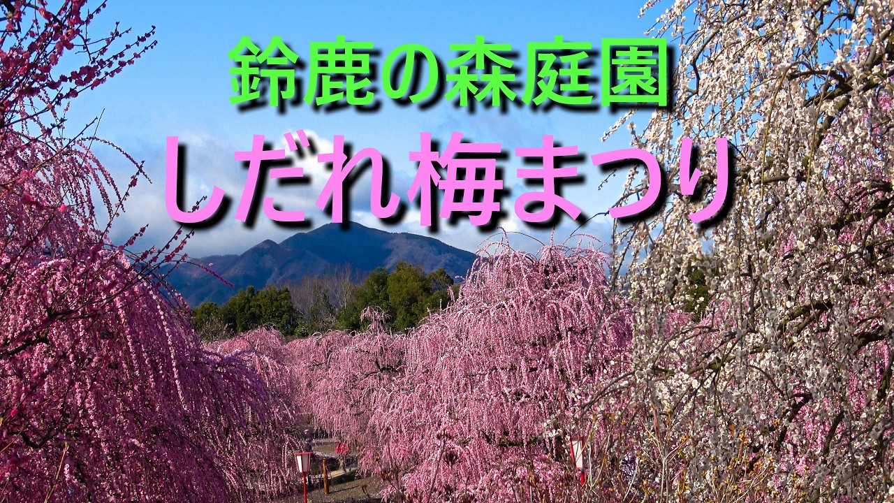 鈴鹿の森庭園　しだれ梅まつり 2026