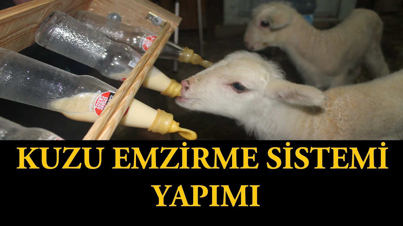 Kuzu Emzirme Sistemi Yapımı | Kuzuları Emzirdik | Kırsalda Yaşam