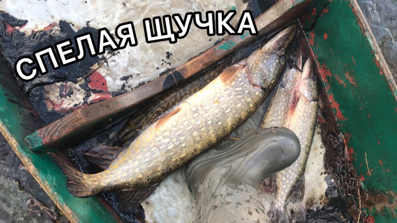 КЛЮНУЛА ЗДОРОВЕННАЯ ЩУКА!ВЕСЕННЯЯ РЫБАЛКА!