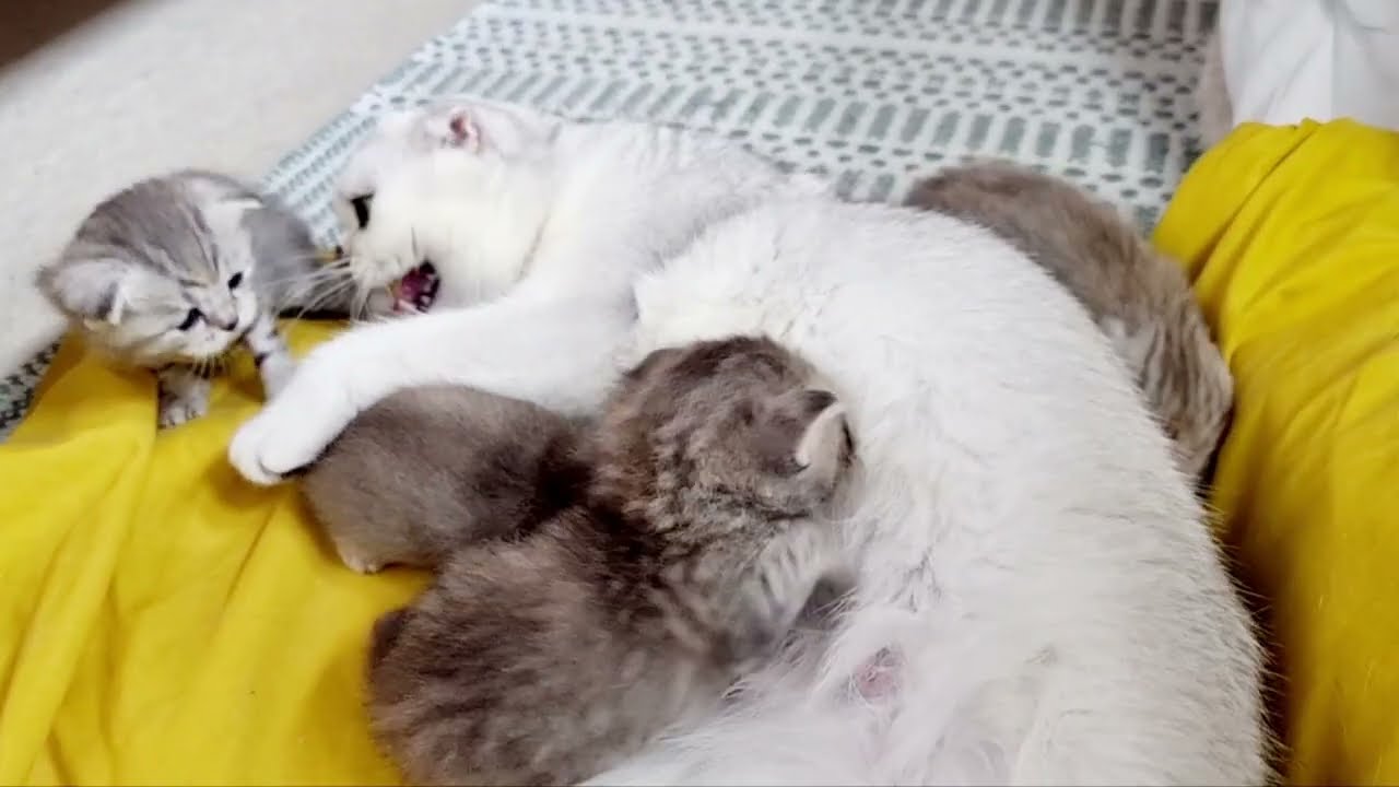 Мама кошка нервничает когда котята мяукают и не хотят кушать молоко