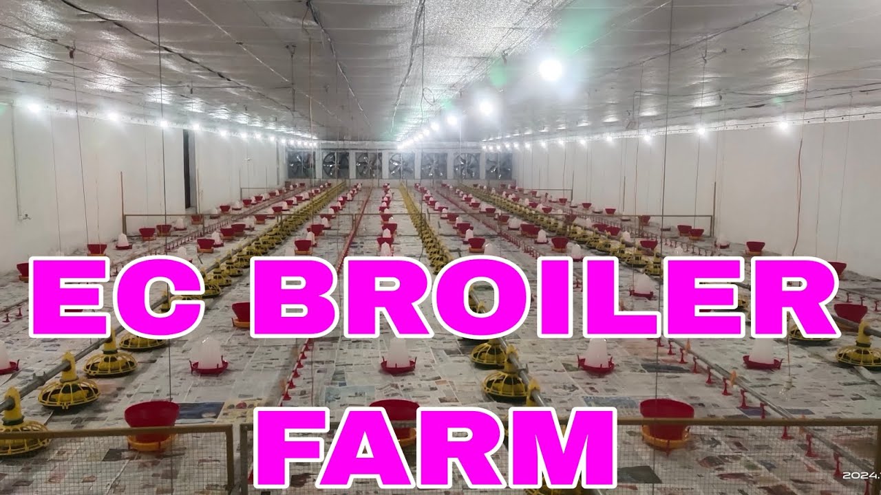 #EC BROILER FARM#farming #vlog