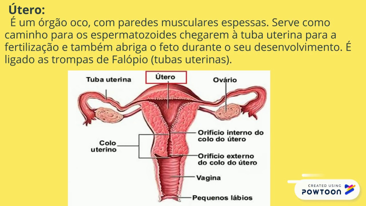 &Oacute;rg&atilde;os genitais femininos