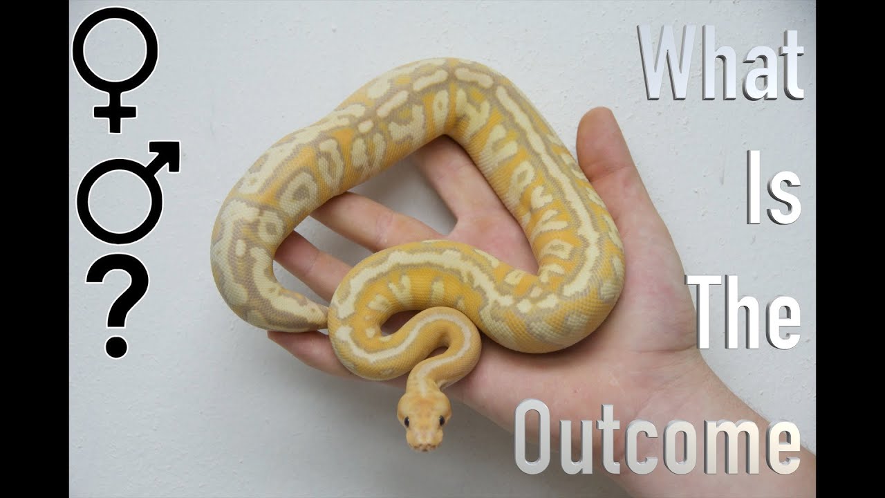 How does the BANANA GENE ACTUALLY WORK?