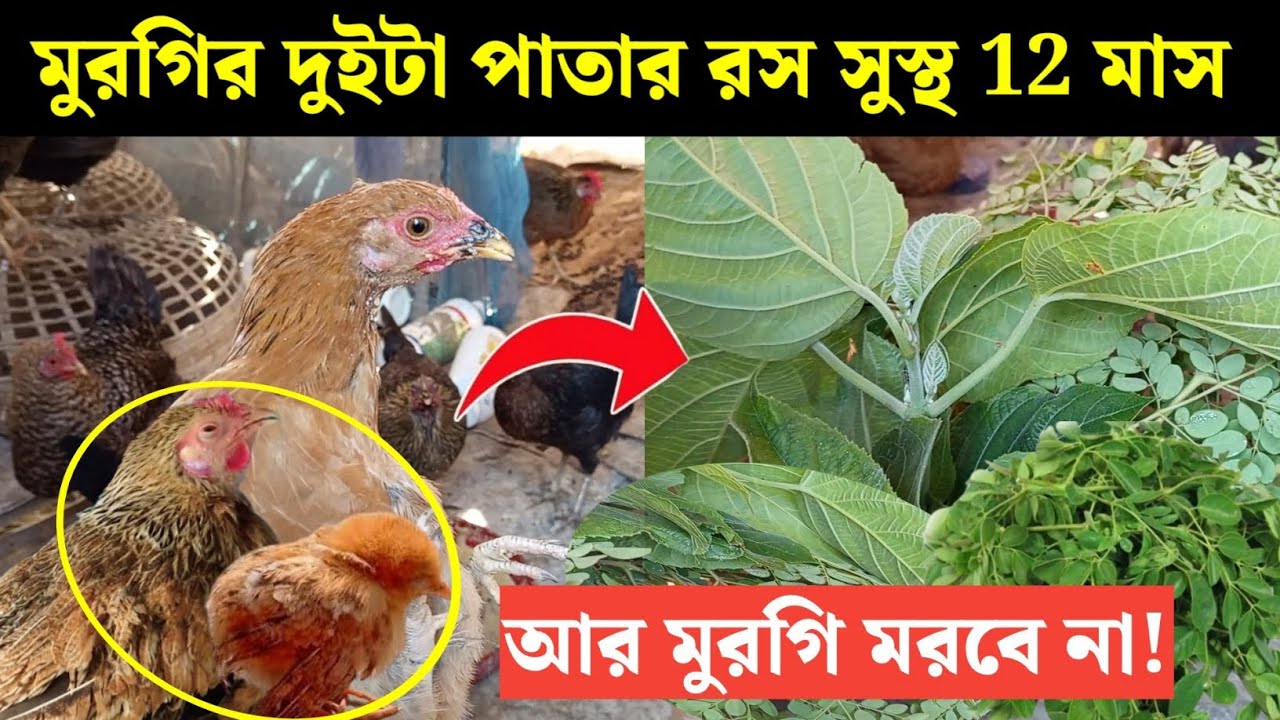 মুরগির ২টি পাতা দিয়ে সারা বছর সুস্থ রাখুন 🌿 | মুরগির ঝিমানো চুনা পায়খানার | দেশি মুরগি পালন পদ্ধতি