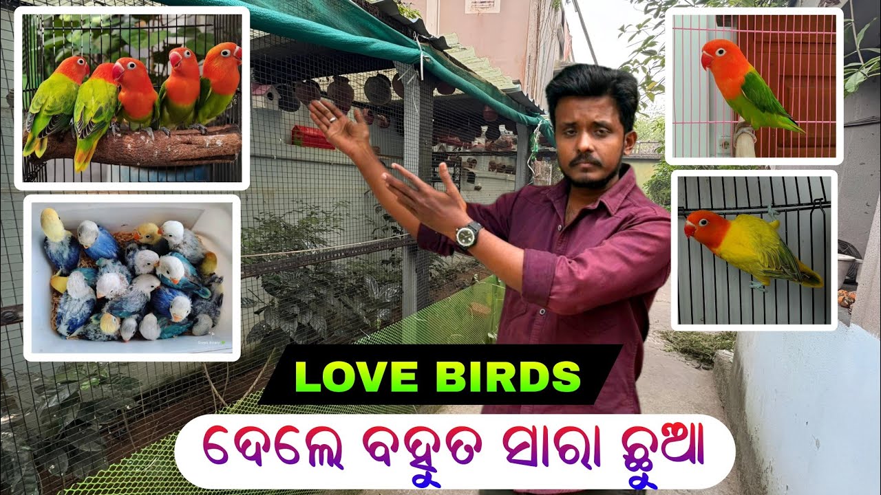 ଏତେ Quality Love Birds ଦେଖି ନଥିବେ 🤔||Love Birds👌