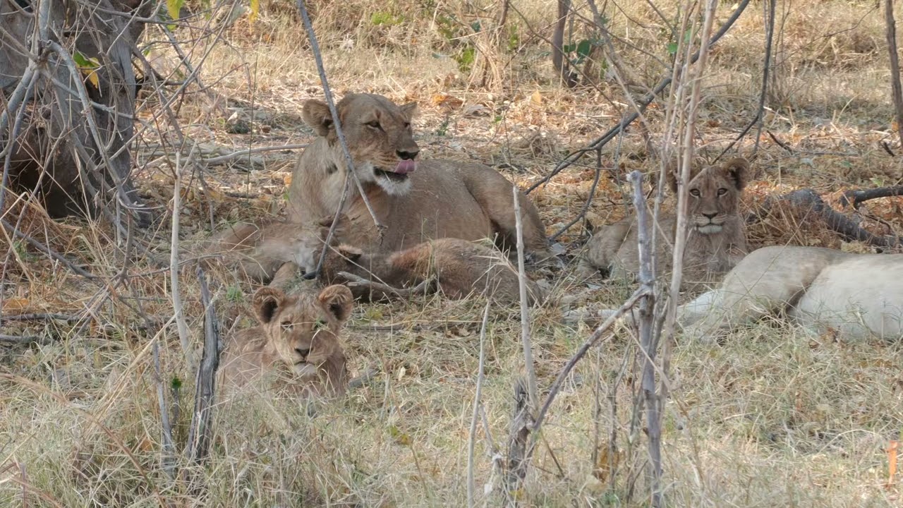 Botswana - Lions and cubs