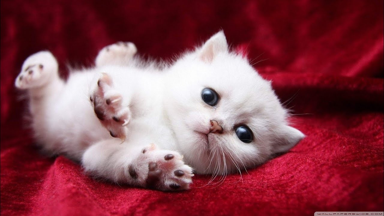 cats and dogs video for fanny 2022          #cat #animal