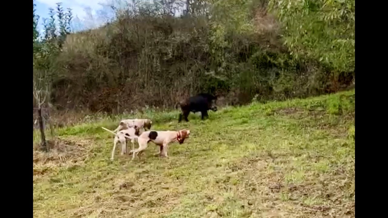 Chasse aux sangliers 2024 aux chiens courants
