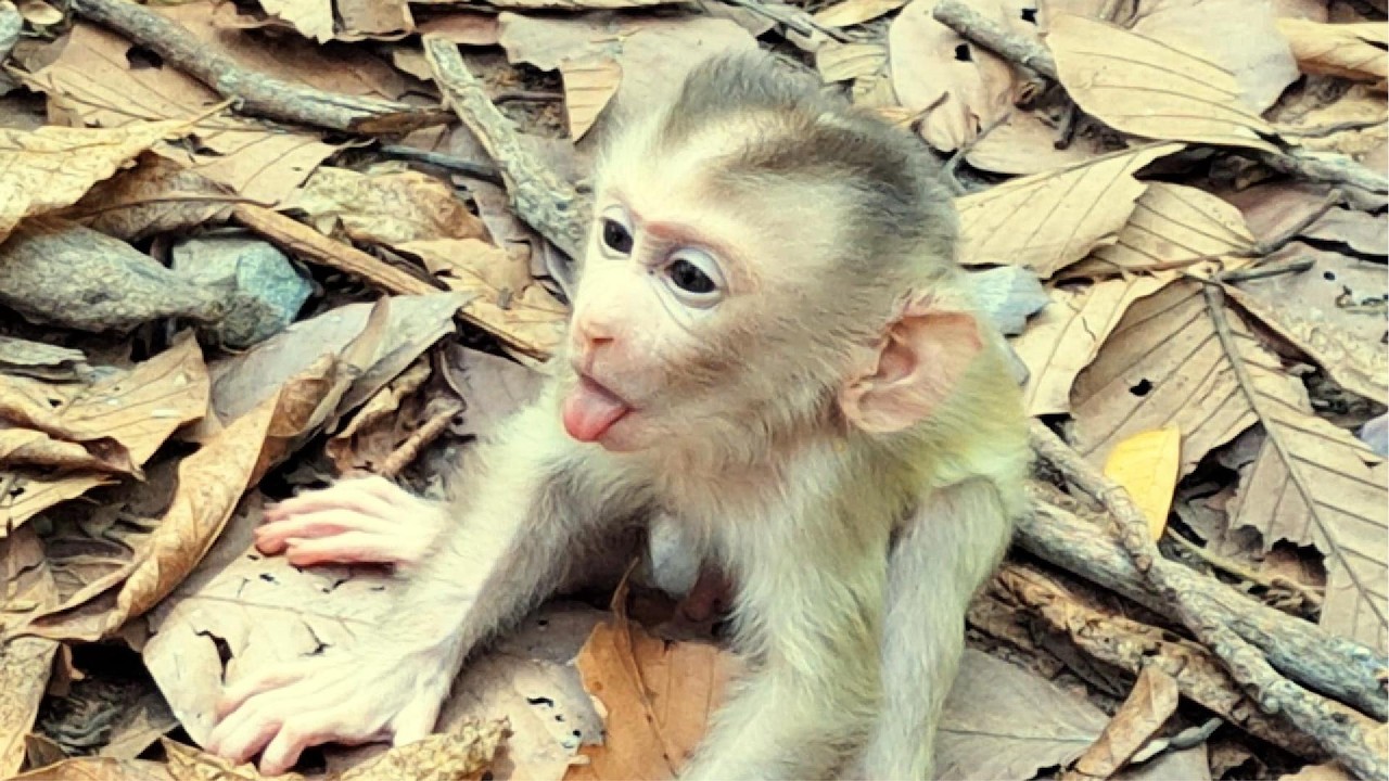 Adorable Baby Monkey in Angkor Area, #1249.