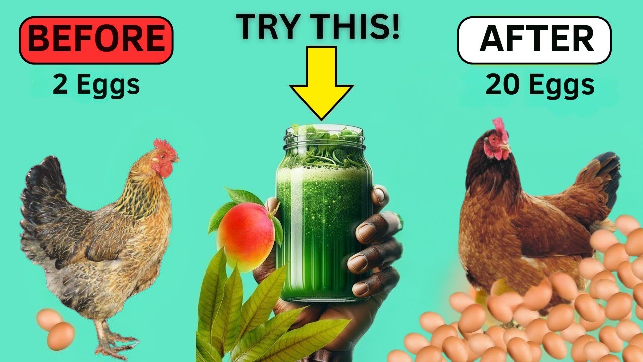 This Secret Egg-Boosting Formula You&rsquo;ve NEVER Heard Of! (Mango Leaf Extract)