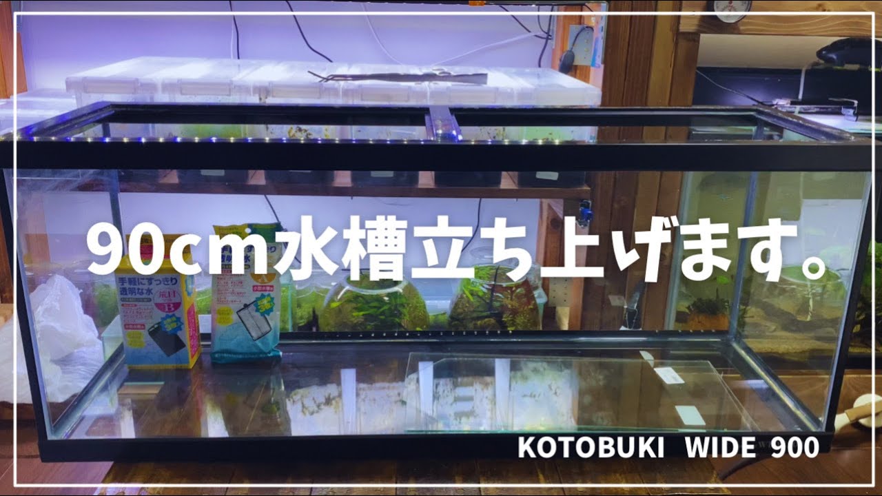 新しく90cm水槽を立ち上げていきたいと思います。