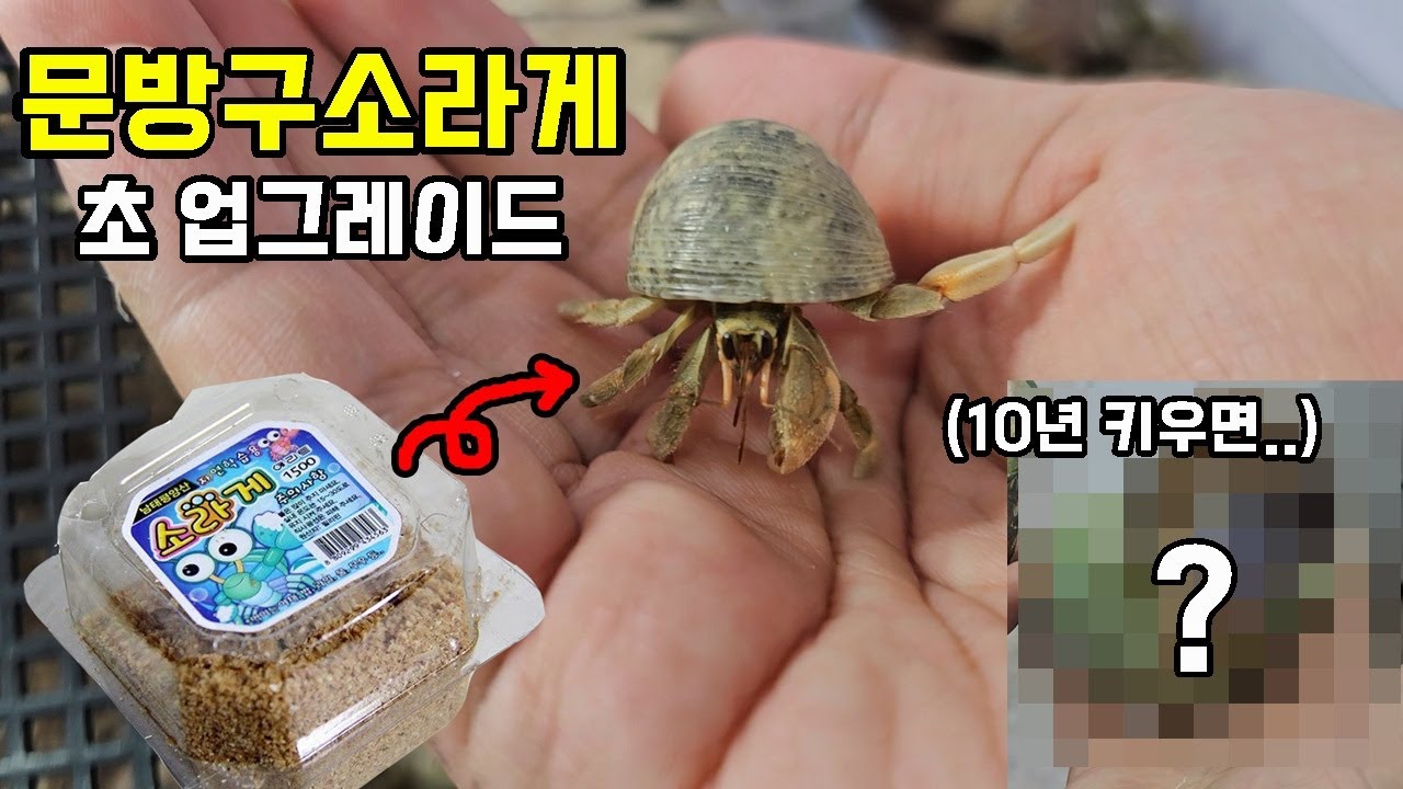 추억의 문방구소라게 기억하시나요? 초업그레이드 버전 찾았습니다..!!!