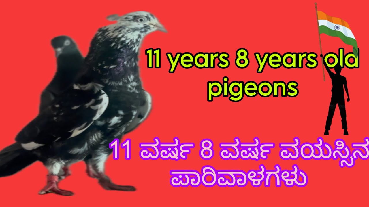 11 years 8 years old pigeons 🥶11 ವರ್ಷ 8 ವರ್ಷ ವಯಸ್ಸಿನ ಪಾರಿವಾಳಗಳು#pigeon 