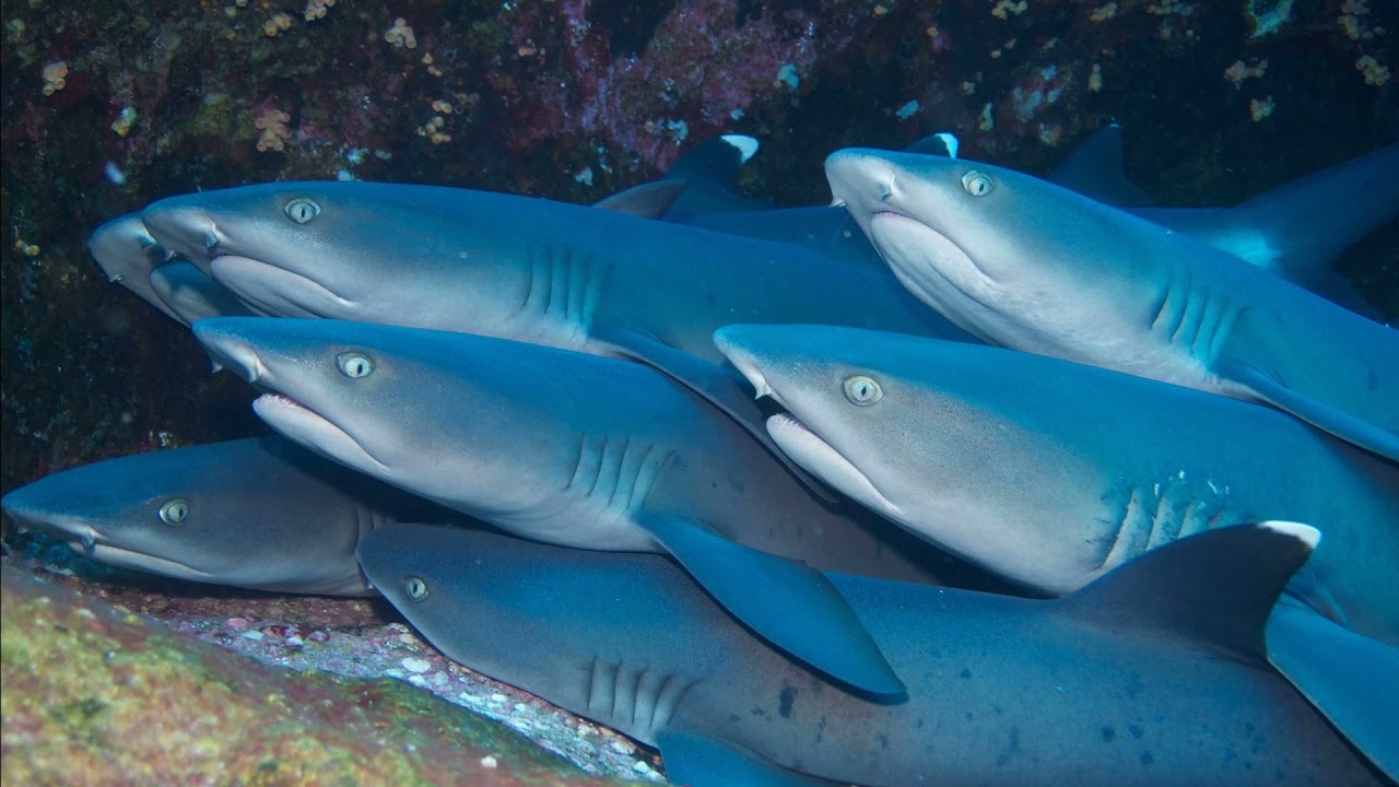 Facts: The Whitetip Reef Shark
