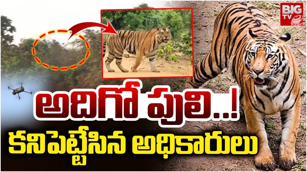 అదిగో పులి..! కనిపెట్టేసిన అధికారులు | Rajahmundry Tiger Latest Updates | BIG TV