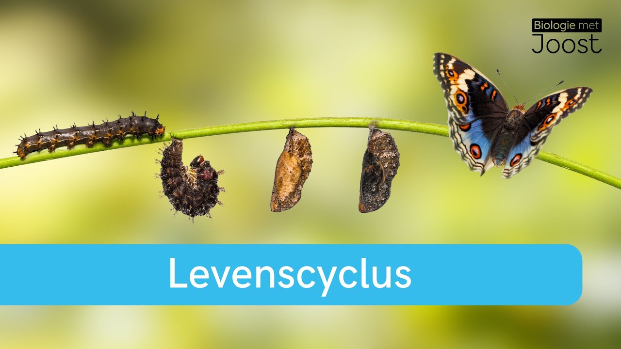 Levenscyclus | Levensloop | Samenvatting