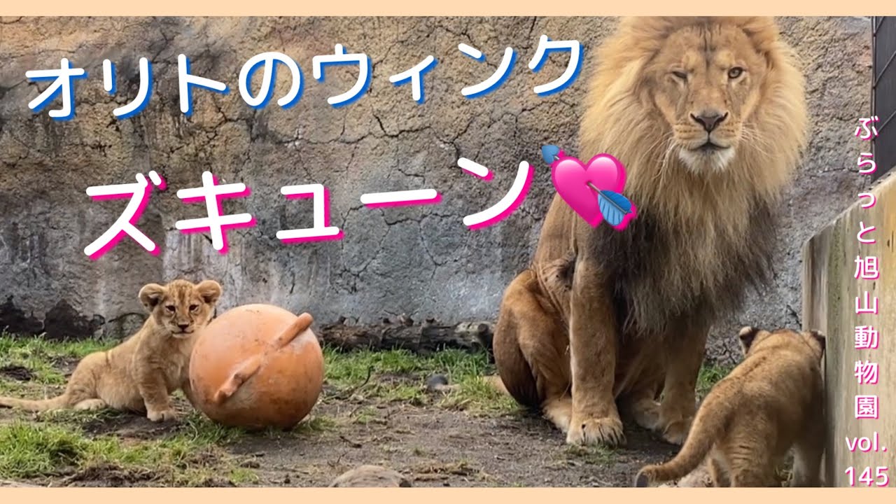 遊ぶの大好き3姉妹赤ちゃん！ライオン夫婦と赤ちゃん3姉妹美男オリト美女イオvol.145@旭山動物園/Lion baby of 3sisters who love to play