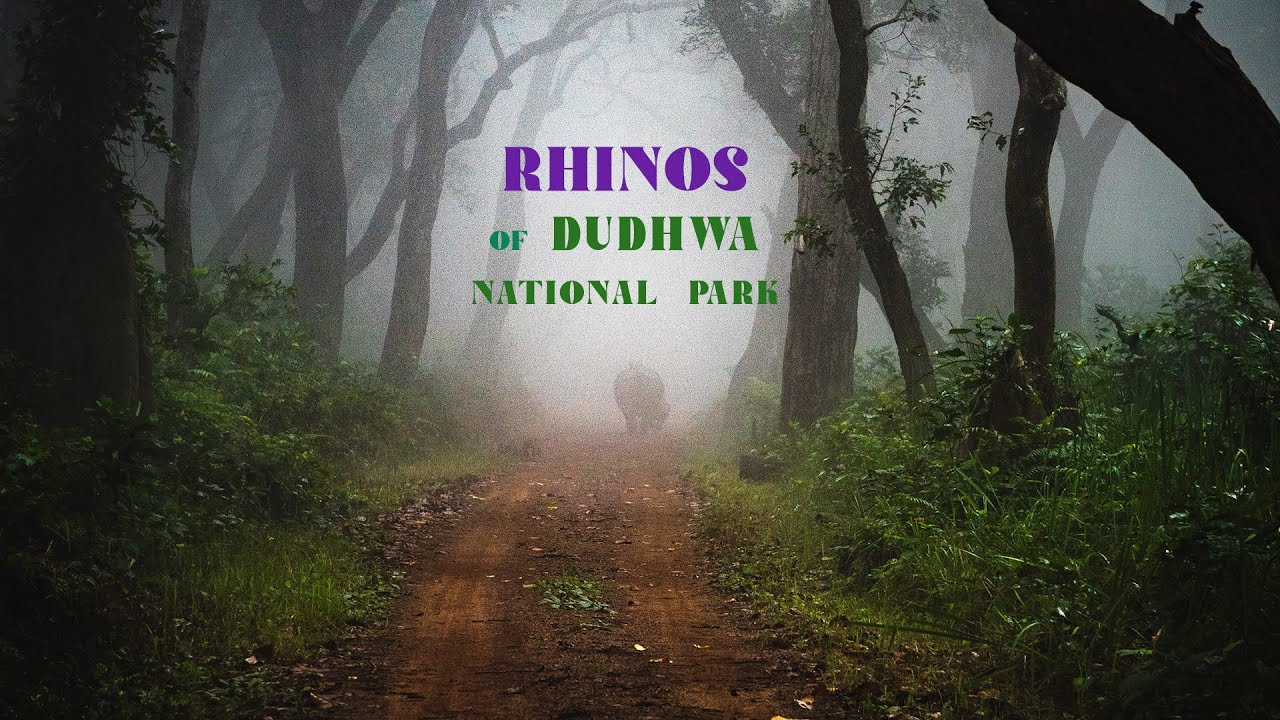 Rhinos of Dudhwa National Park | Pilibhit Tiger Reserve | Nanak sagar