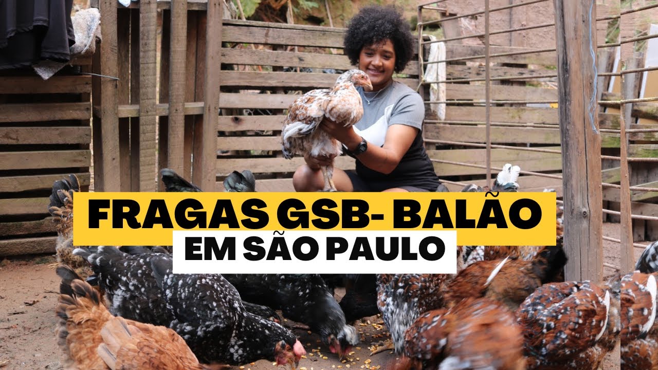 Frangas e Galinhas GSB ( Galinha Sertaneja Balão) SAO PAULO