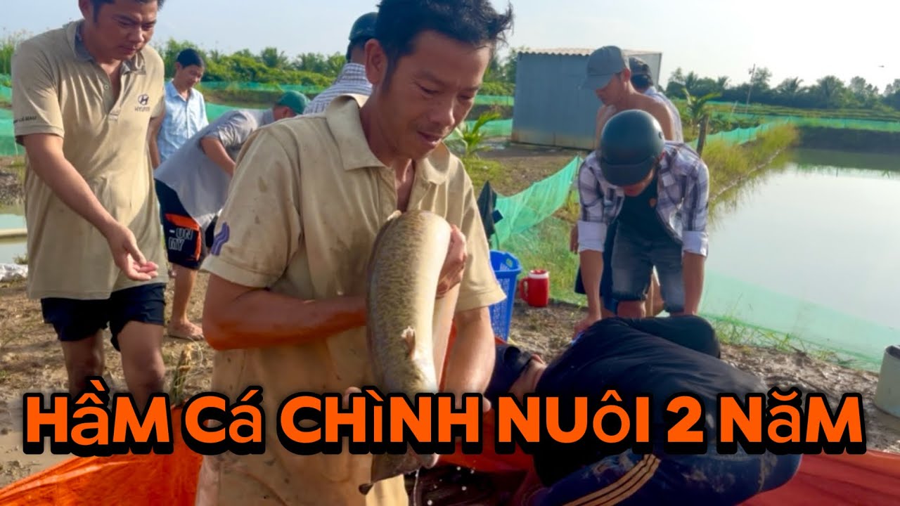 Hầm cá chình 140tr nuôi 2 năm lợi nhuận 90 triệu 