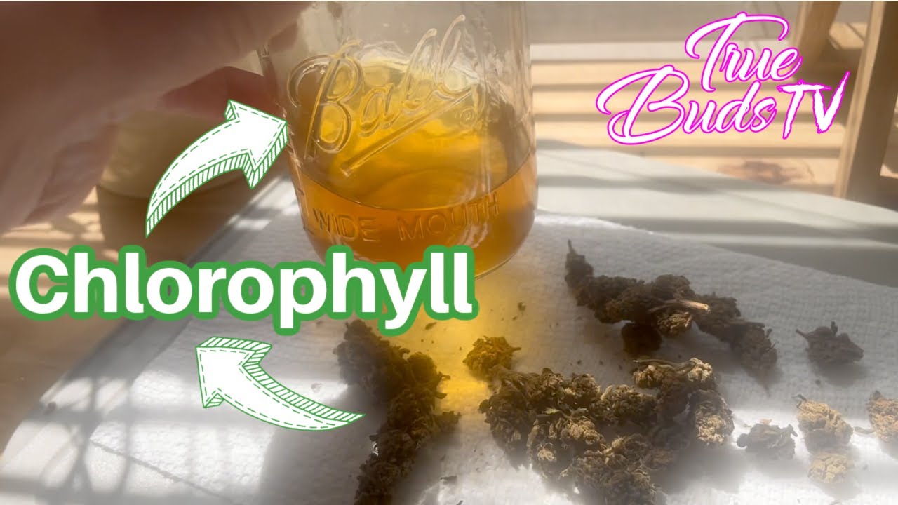 Using Water To Remove Chlorophyll From Cannabis For Infusions and Edibles