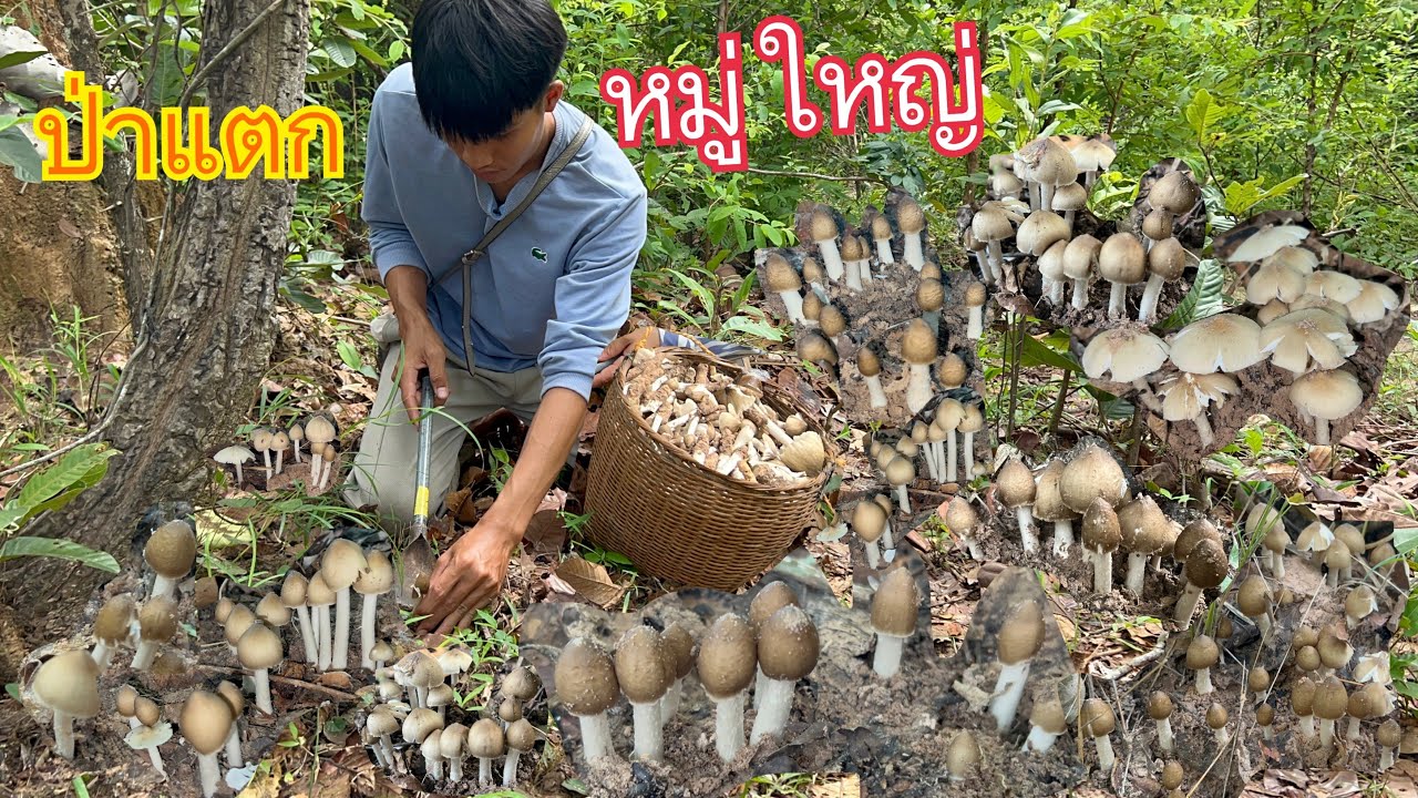ป่าแตก !!!! บ่าวออยเจอเห็ดปลวกหมู่ใหญ่ มีแต่ดอกตูมๆ เกิดมาพึ้งเคยเจอ/08/08/2023