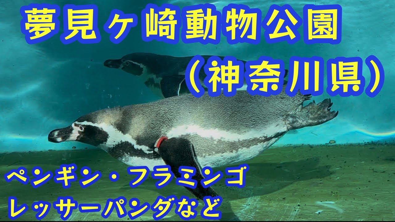【神奈川県　夢見ヶ崎動物公園】　ペンギン　レッサーパンダ　フラミンゴなど