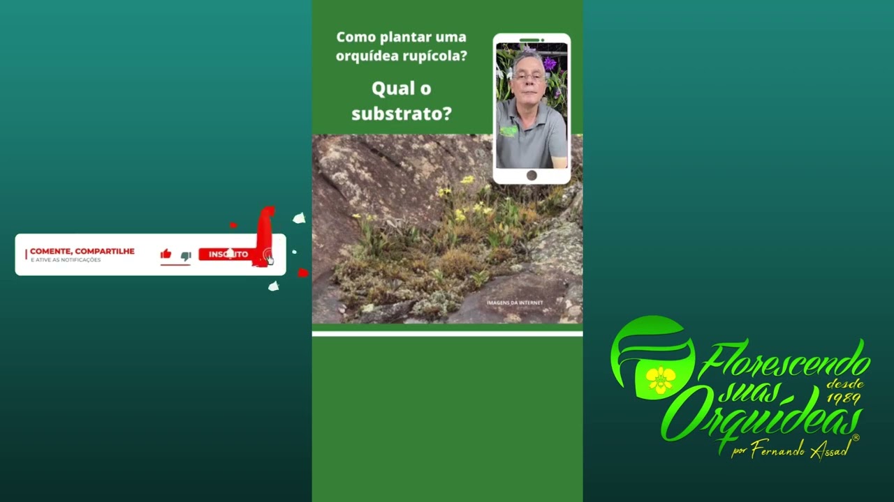 COMO PLANTAR UMA ORQUÍDEA RUPÍCOLA?