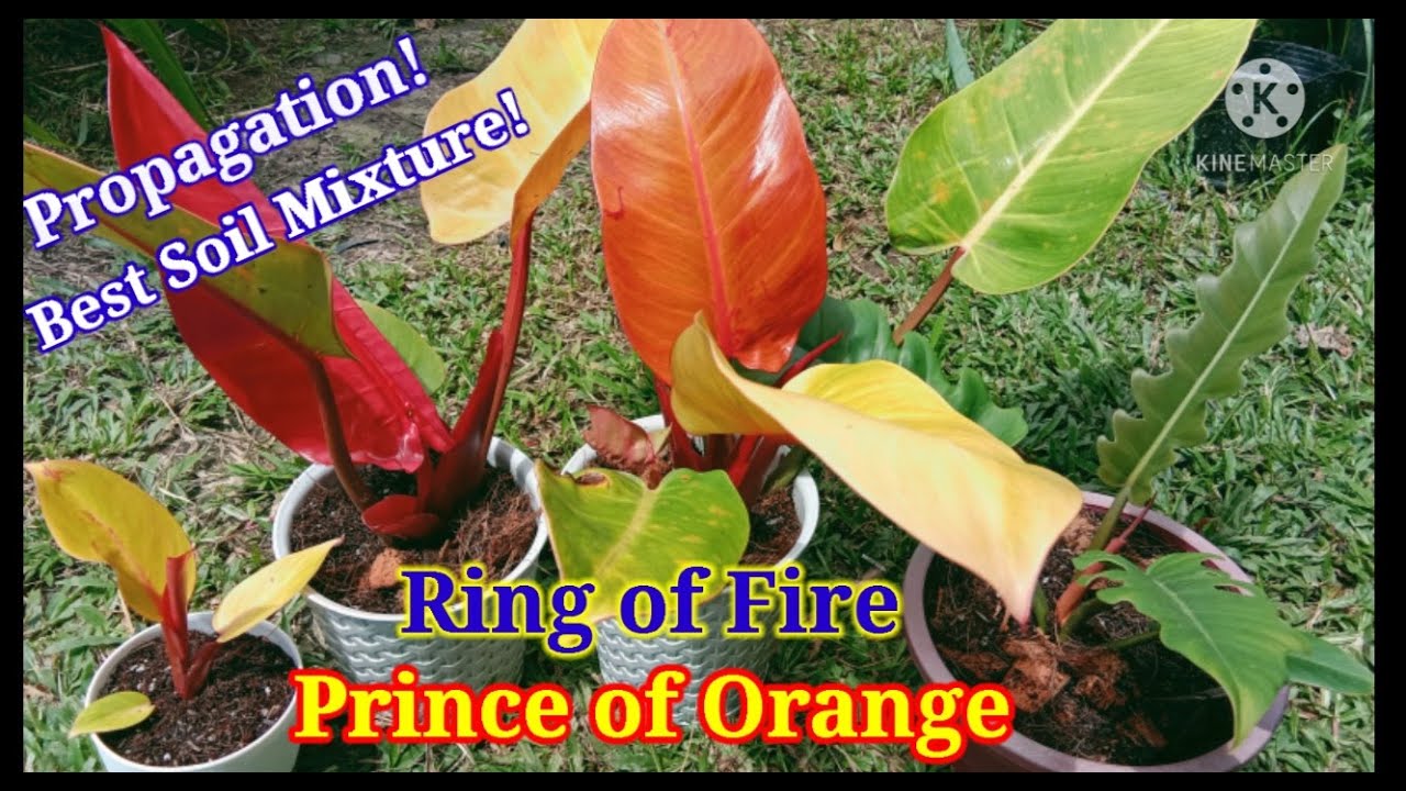 Philodendron Prince of Orange & Ring of Fire (offset/babies) I PROPAGATION! IIBest soil mixture