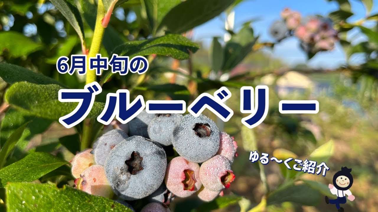 【ブルーベリー】ハイブッシュ後半戦 果実の様子をご紹介します
