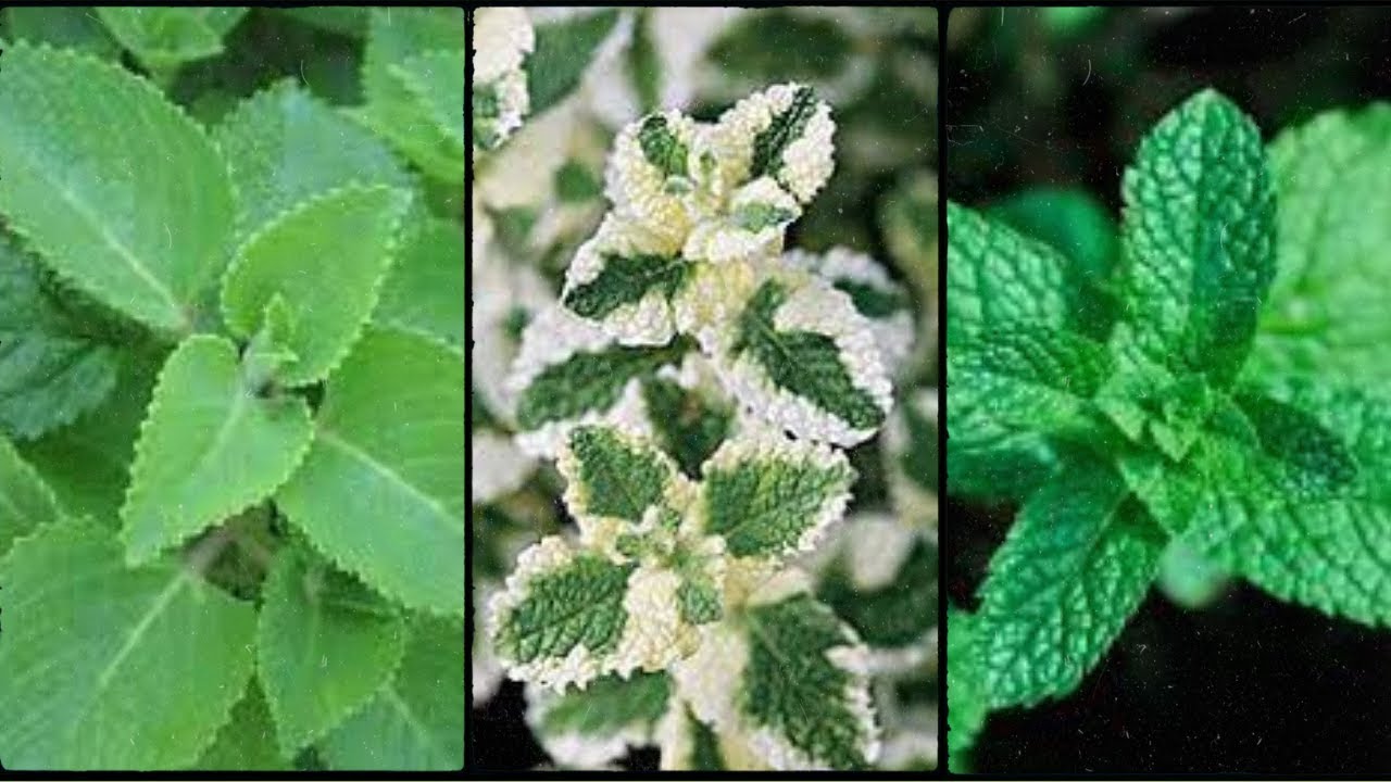 QUAIS OS TIPOS DE HORTEL&Atilde;?🍃        #hortela hortela#hortel&atilde;