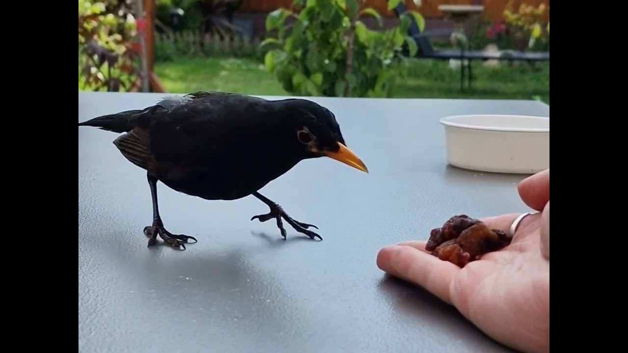 Taming a Blackbird. Our first steps to friendship! @katietait891