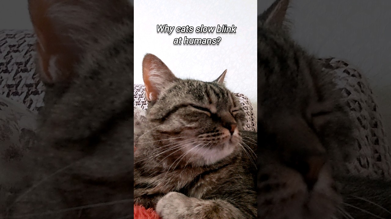 Why cats slow blink at humans?🤔
